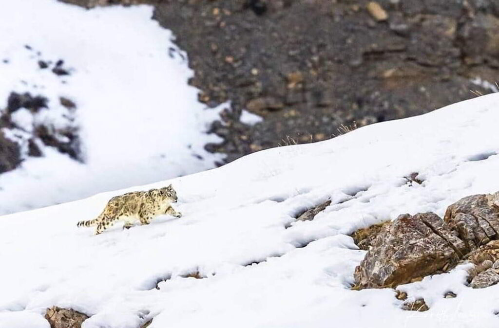 Snow Leopard Tour in Spiti Valley 
