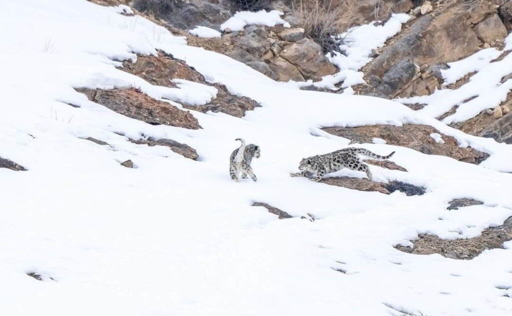 Snow Leopard Tour in Spiti Valley