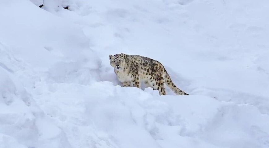 Snow-Leopard-Tour-in-Spiti-Valley
