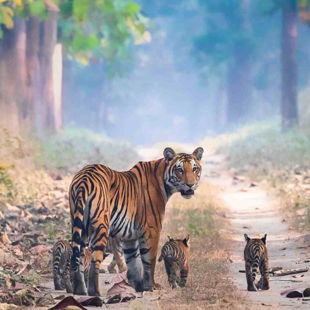 Best Time to Visit India 6