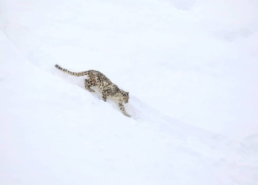 Snow Leopard Tour in Spiti Valley 2