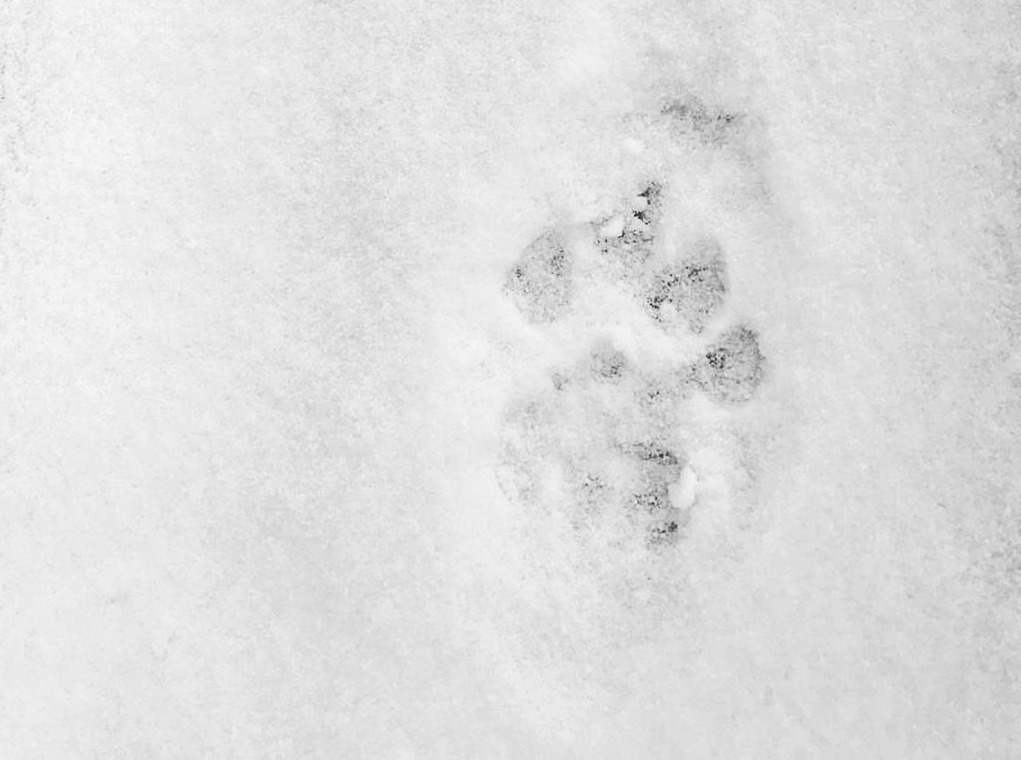 Snow Leopard Tour in Spiti Valley 3