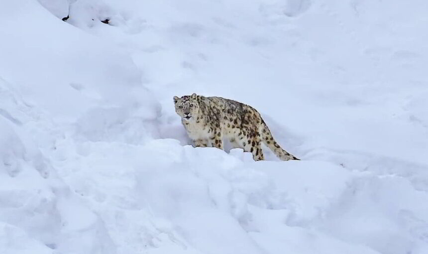 Snow Leopard Tour in Spiti Valley 2026
