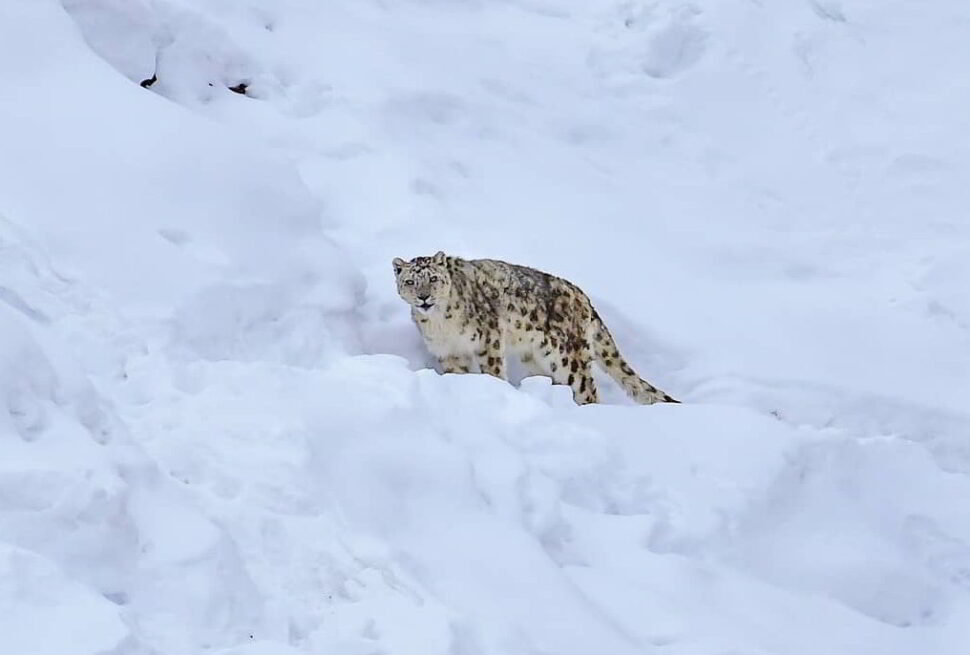 Snow-Leopard-Tour-in-Spiti-Valley
