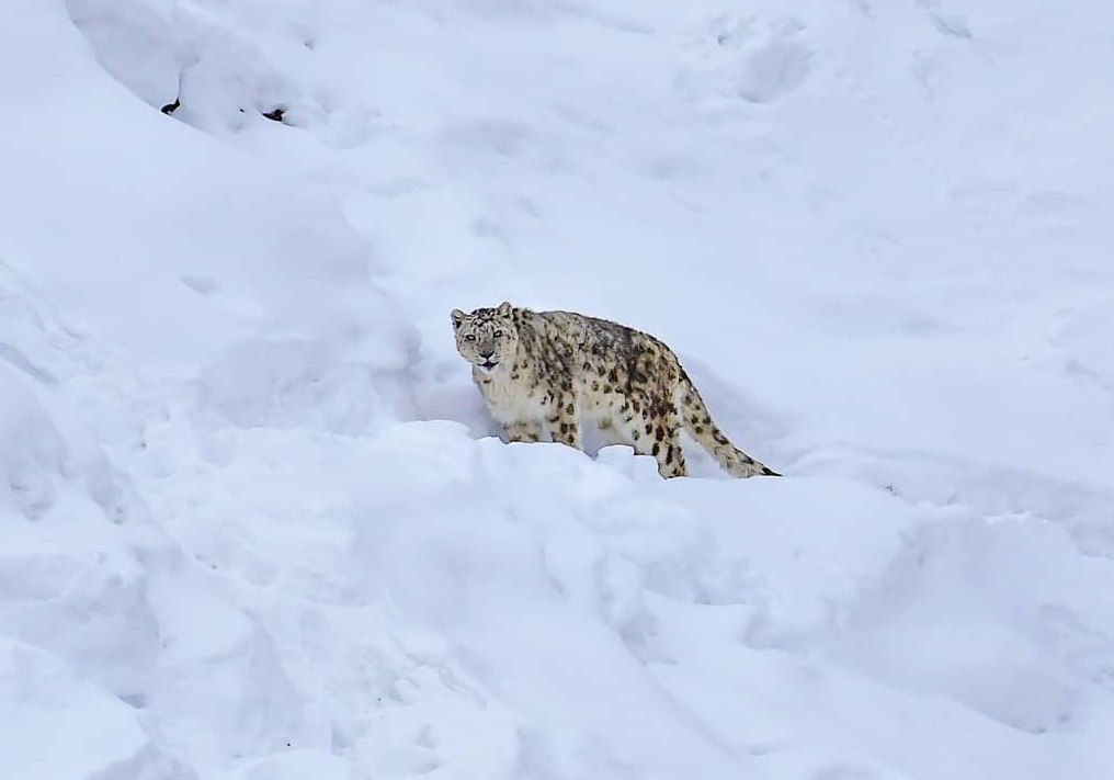 Snow-Leopard-Tour-in-Spiti-Valley