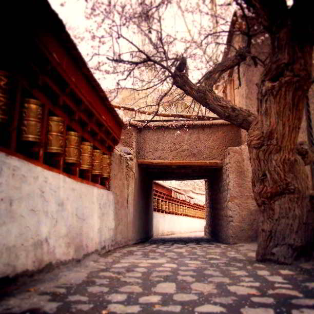 alchi monastery leh ladakh