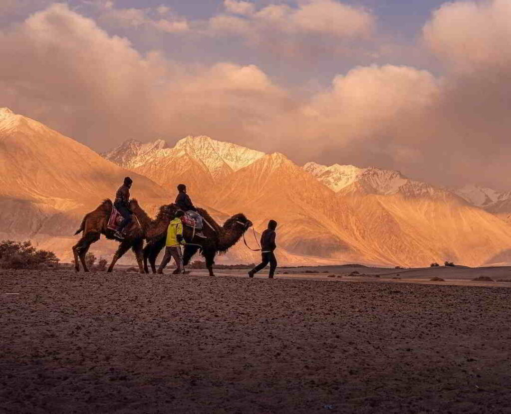 camel safari nubra valley ladakh