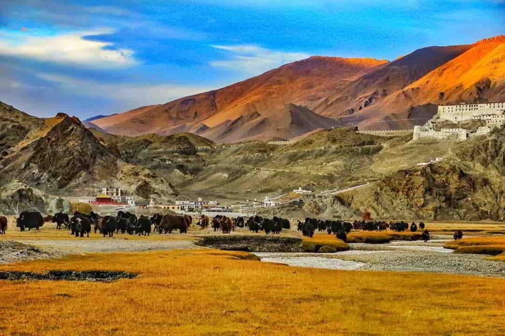 changthang wildlife sanctuary leh ladakh
