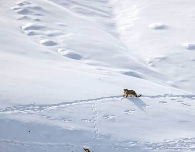 kibber snow leopard spiti