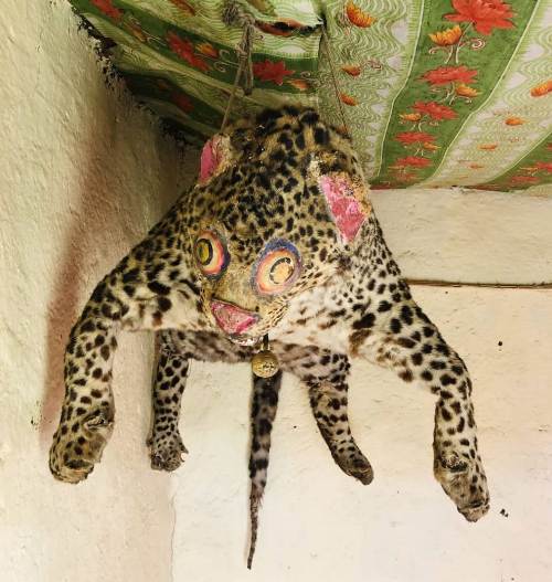 komic monastery snow leopard spiti