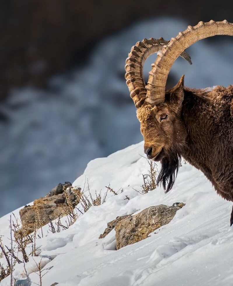 Exploring Spiti Valley with Spiti Adventure travel company