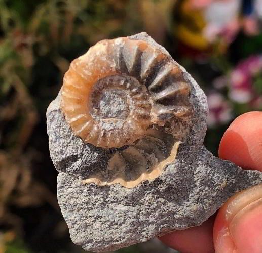 spiti valley fossil hunting adventure