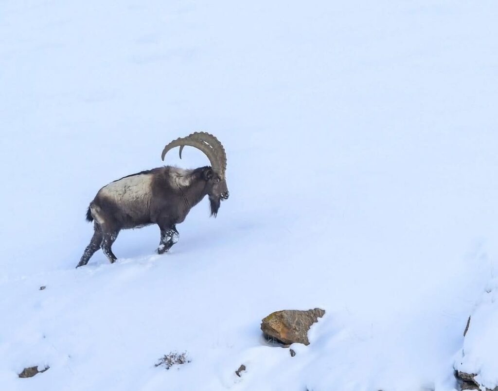 spotting ibex spiti valley