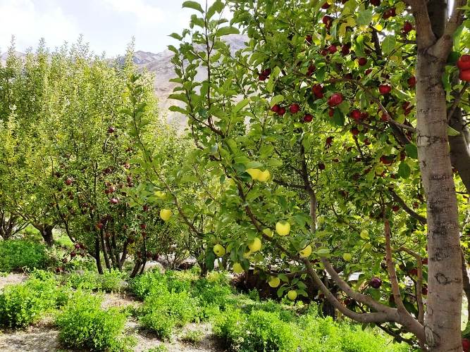 tabo apple orchards spiti valley