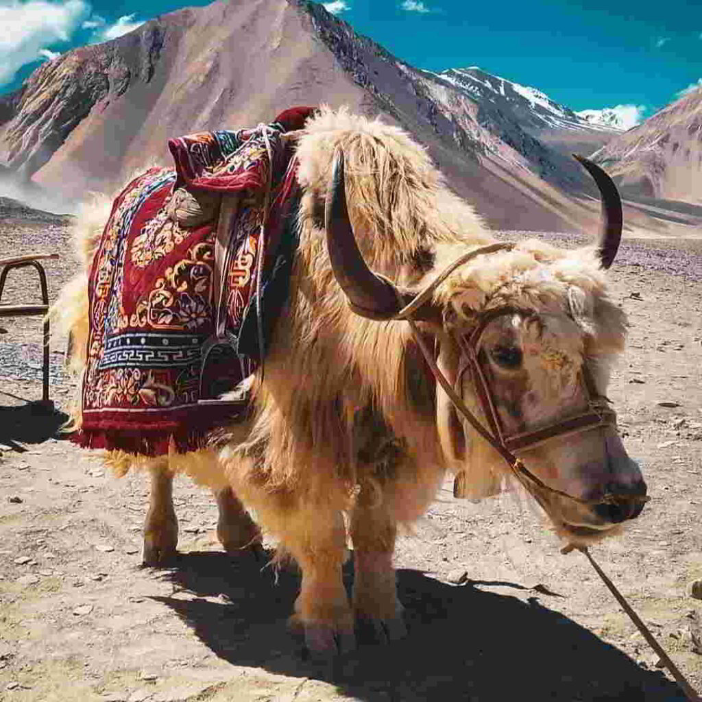 yak safari leh ladakh