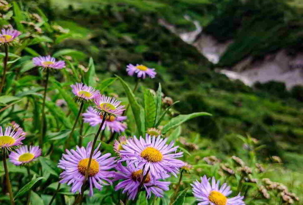 Valley of Flowers Trek with vibrant alpine flowers and Himalayan mountain scenery.