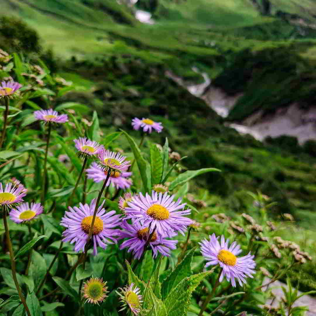 Valley of Flowers Trek with vibrant alpine flowers and Himalayan mountain scenery.