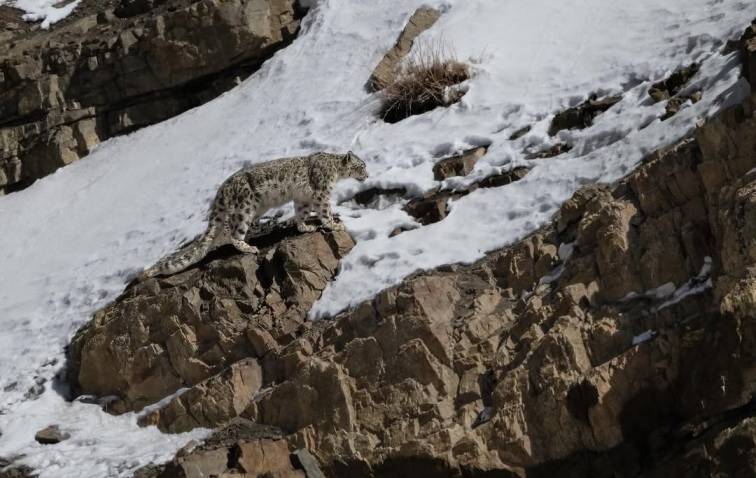 12 days snow leopard tour leh ladakh