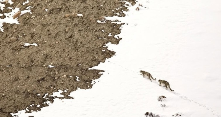 best places for snow leopard tour leh ladakh