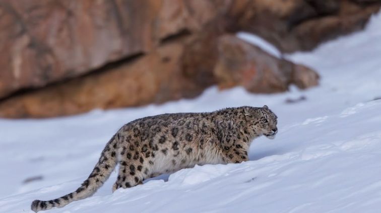best time for snow leopard tours leh ladakh winter