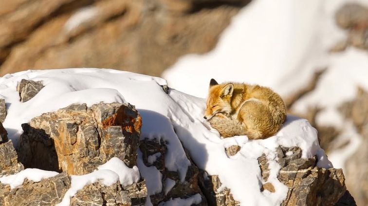 red fox ladakh snow leopard expedition wildlife