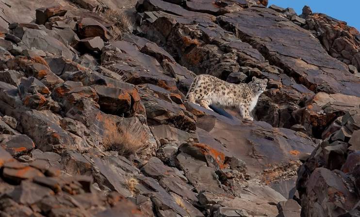 snow leopard tour leh ladakh faq