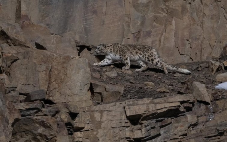 why leh ladakh famous for snow leopard tours